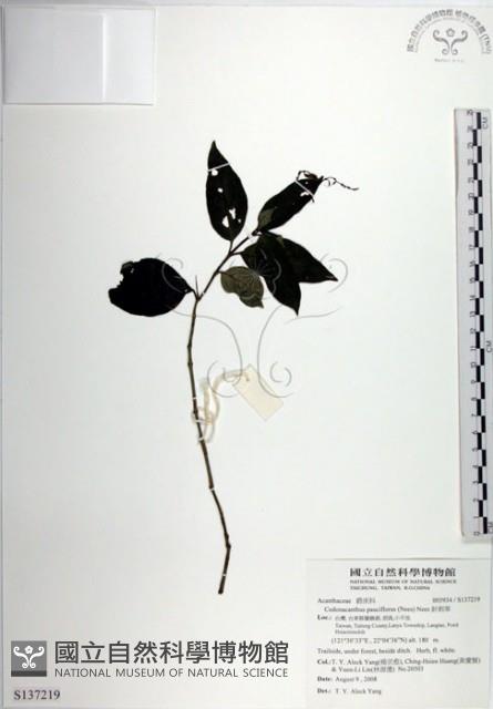 針刺草藏品圖，第1張