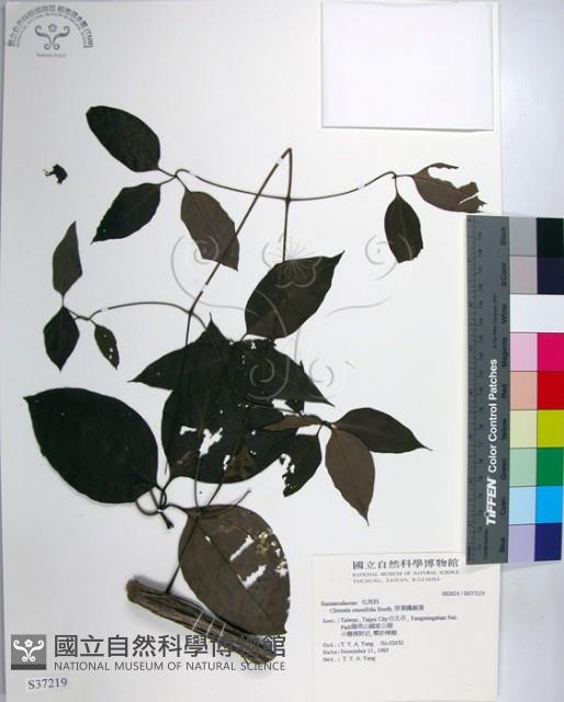 厚葉鐵線蓮藏品圖，第1張