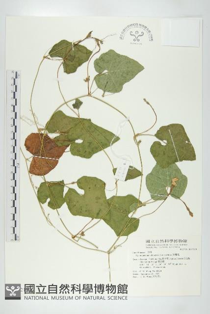 裸瓣瓜藏品圖，第1張