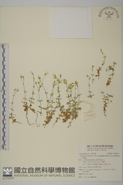 玉山卷耳藏品圖，第1張