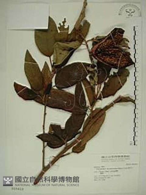 愛玉子藏品圖，第1張