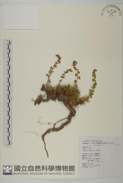 高山艾藏品圖，第1張