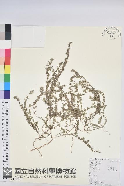 地錦藏品圖，第1張