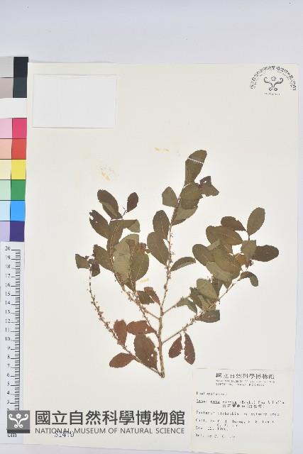 白飯樹藏品圖，第1張