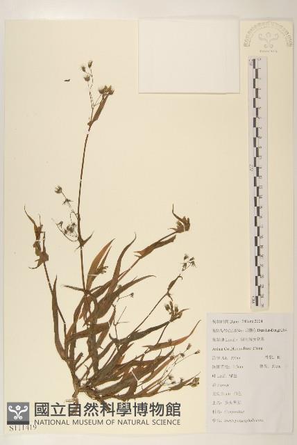 多頭苦菜、野剪刀股藏品圖，第1張