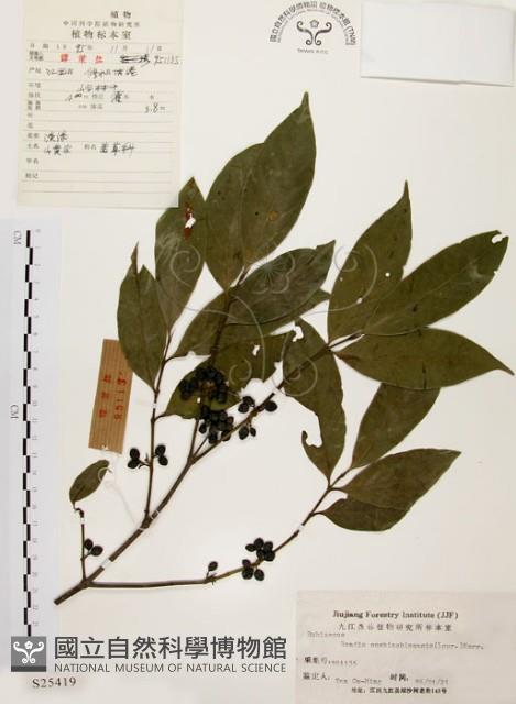 茜草樹藏品圖，第1張