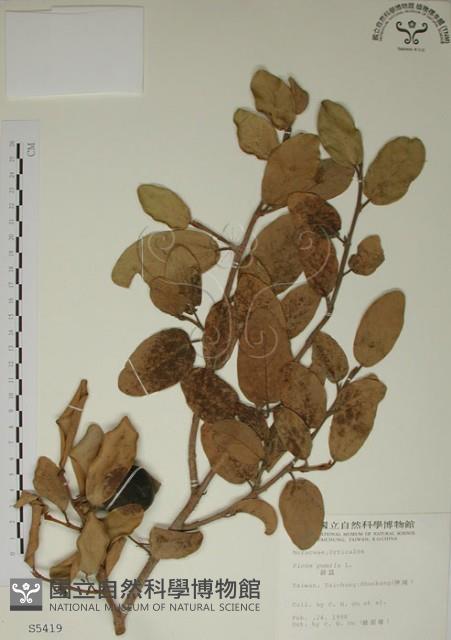 薜荔藏品圖，第1張