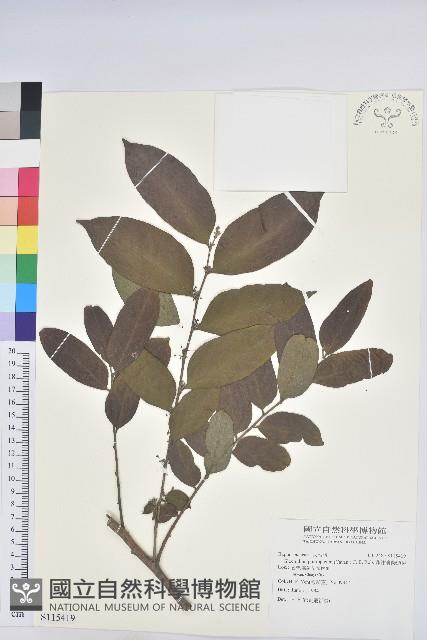 菲律賓饅頭果藏品圖，第1張