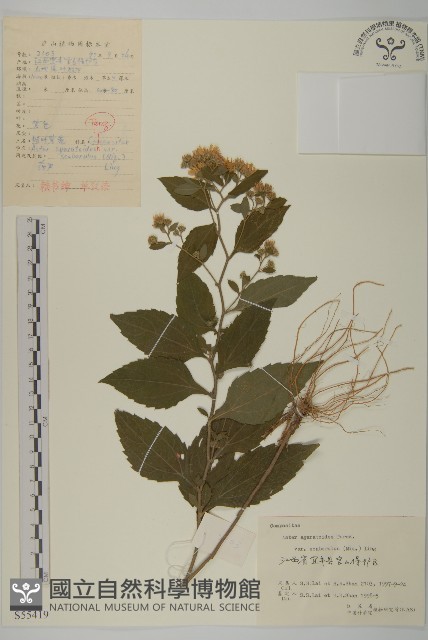 微糙三脈紫菀藏品圖，第1張