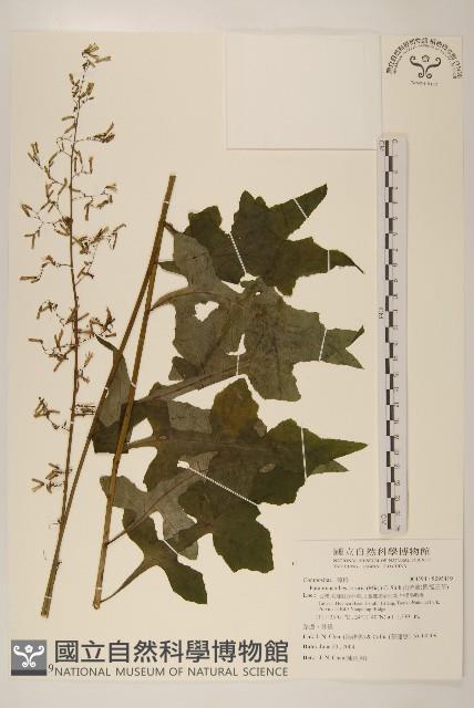 山苦藚、假福王草藏品圖，第1張