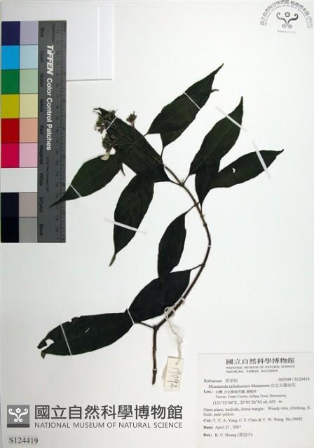 台北玉葉金花藏品圖，第1張