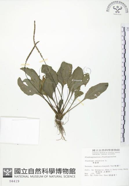 車前草藏品圖，第1張