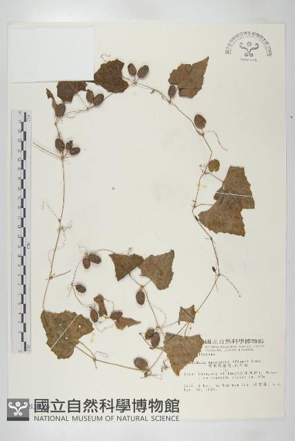 黑果馬交兒藏品圖，第1張