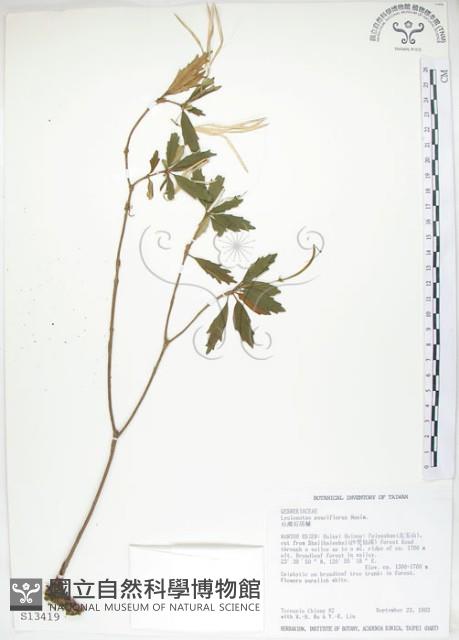 石吊蘭、吊石苣苔藏品圖，第1張