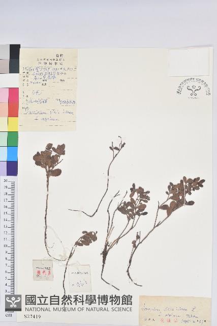 高山越橘藏品圖，第1張