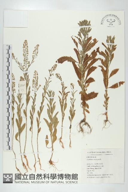 獨行菜藏品圖，第1張