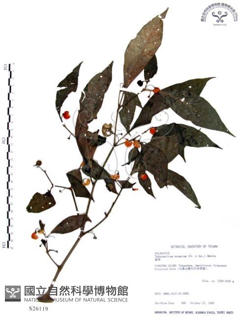 龍珠藏品圖，第1張