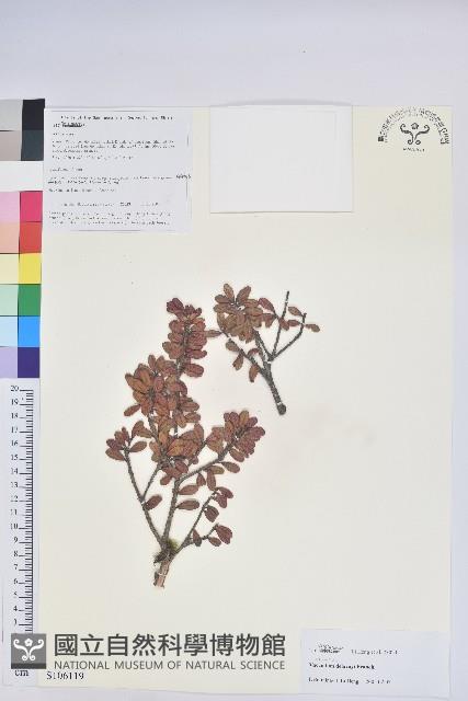 蒼山越橘藏品圖，第1張