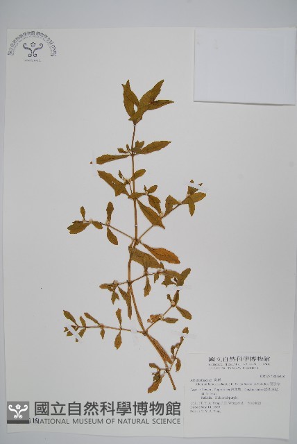 蓮子草藏品圖，第1張