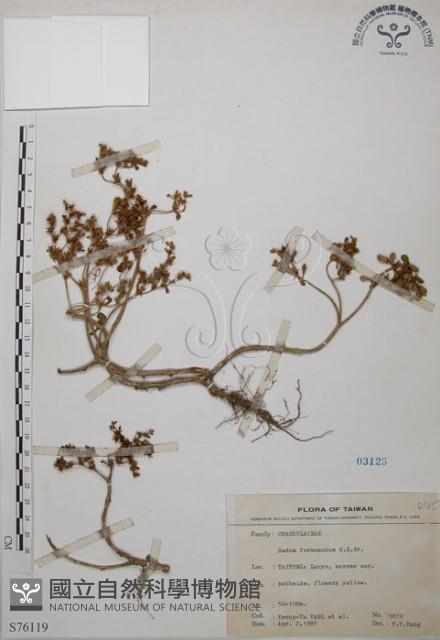 台灣佛甲草、石板菜藏品圖，第1張