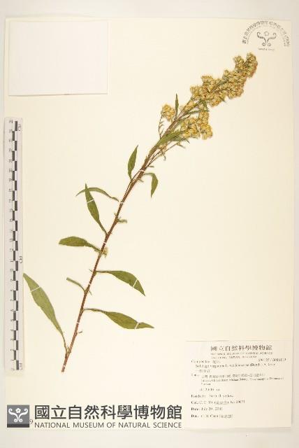 一枝黃花藏品圖，第1張