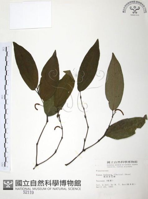 風藤藏品圖，第1張