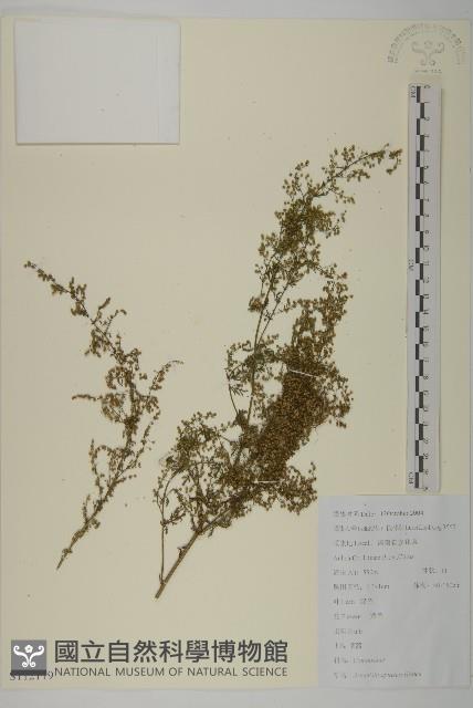 青蒿藏品圖，第1張