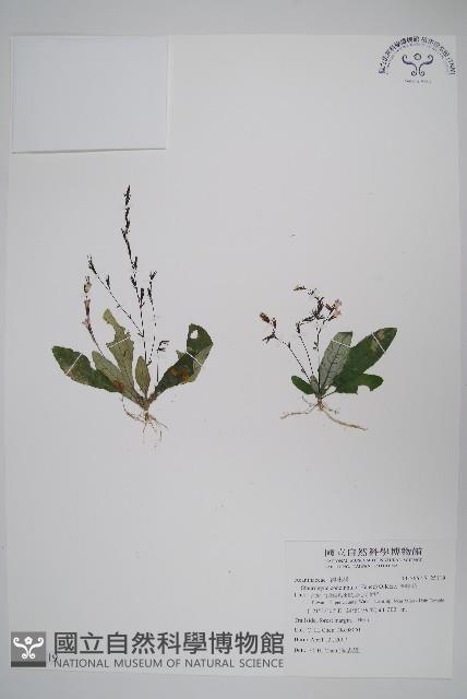 哈哼花藏品圖，第1張