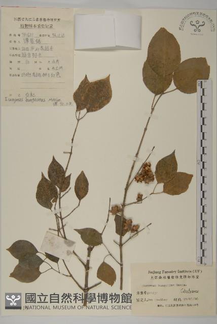 白杜藏品圖，第1張