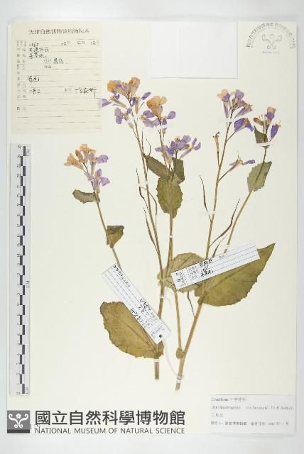 諸葛菜藏品圖，第1張