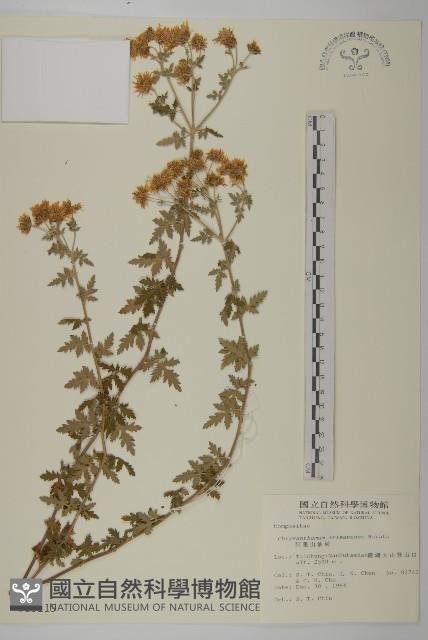 阿里山油菊藏品圖，第1張