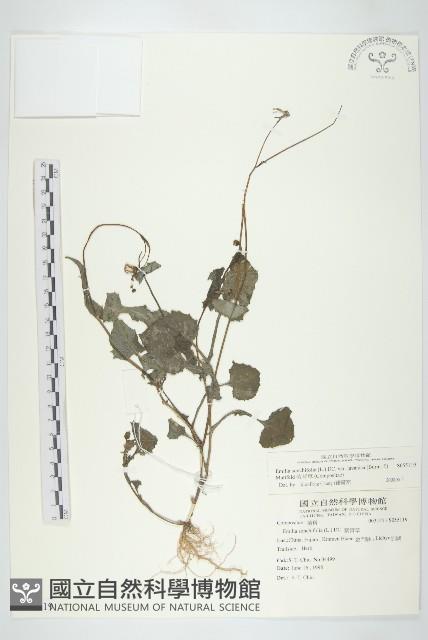 紫背草藏品圖，第1張