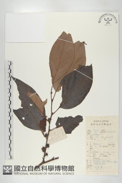 浙江柿藏品圖，第1張