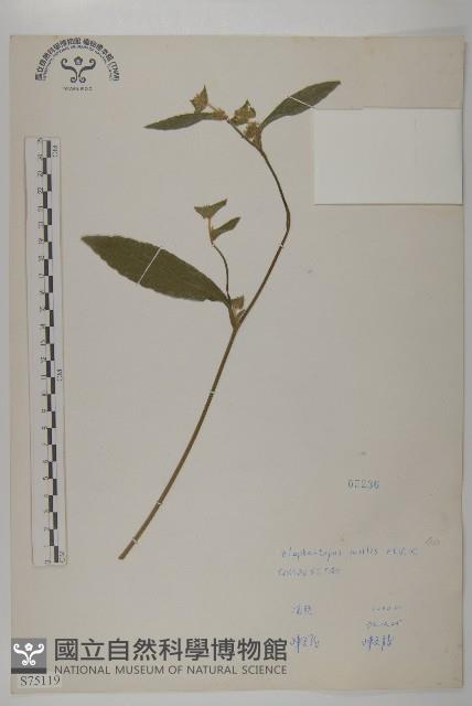 地膽草、毛蓮菜藏品圖，第1張