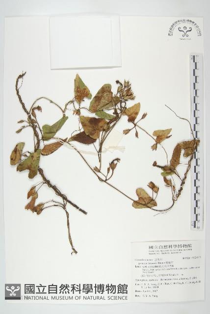 海牽牛藏品圖，第1張