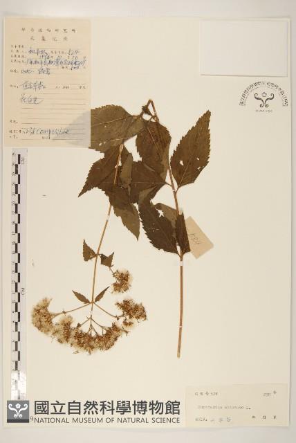 華澤蘭藏品圖，第1張