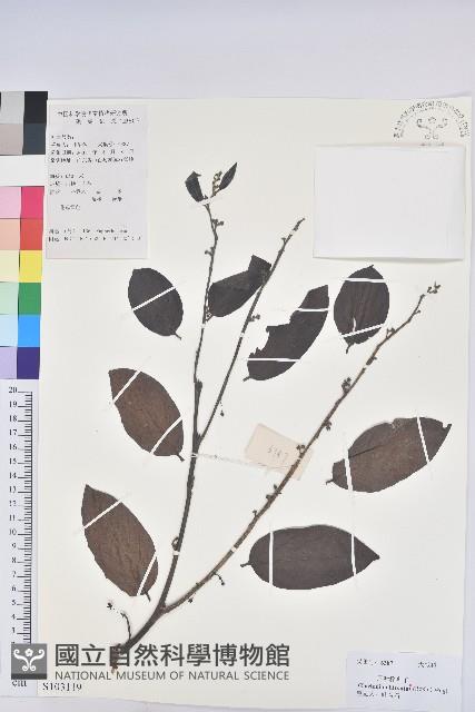 赤血仔、厚葉算盤子藏品圖，第1張