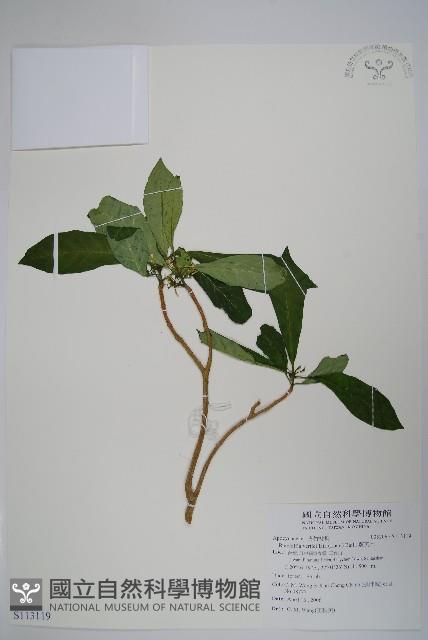 蘿芙木藏品圖，第1張