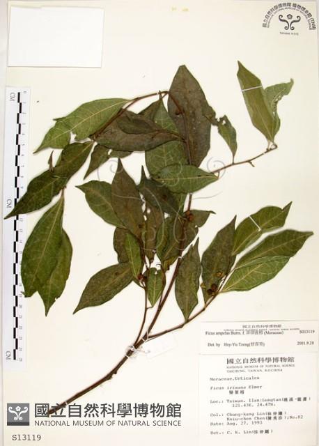 菲律賓榕藏品圖，第1張