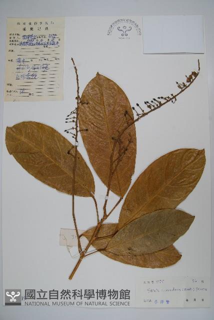 六萼藤藏品圖，第1張