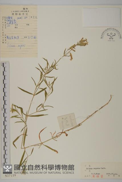 匍生蠅子草藏品圖，第1張