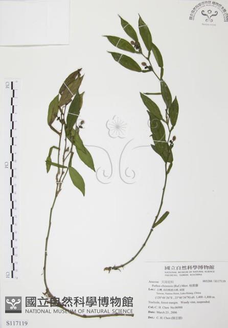 柚葉藤藏品圖，第1張