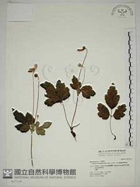 Accession Number:S037119 Collection Image, Figure 1, Total 2 Figures