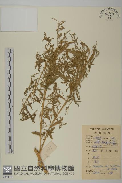 臭杏、土荊芥藏品圖，第1張