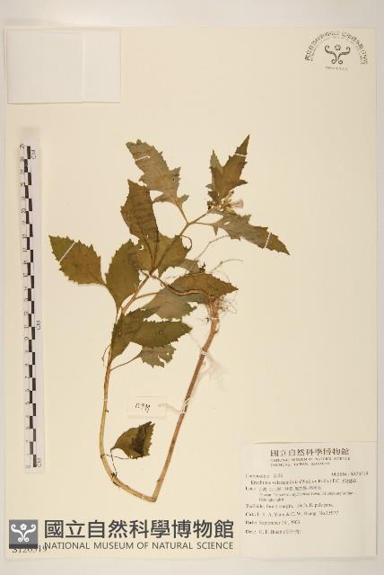 飛機草藏品圖，第1張