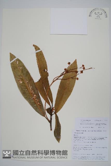 多脈水冬瓜藏品圖，第1張