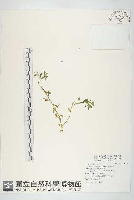 珠芽佛甲草藏品圖，第1張