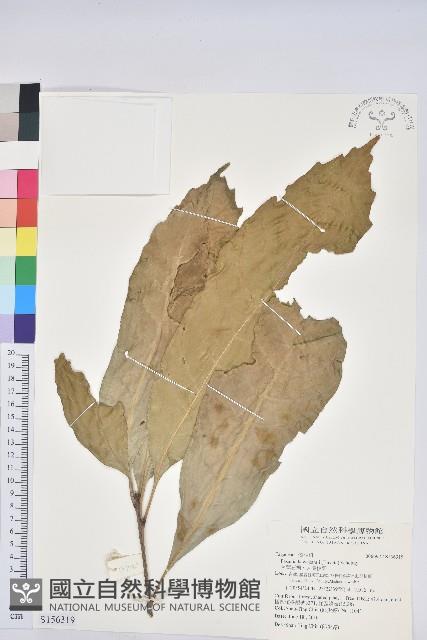 大葉石櫟、大葉校栗藏品圖，第1張