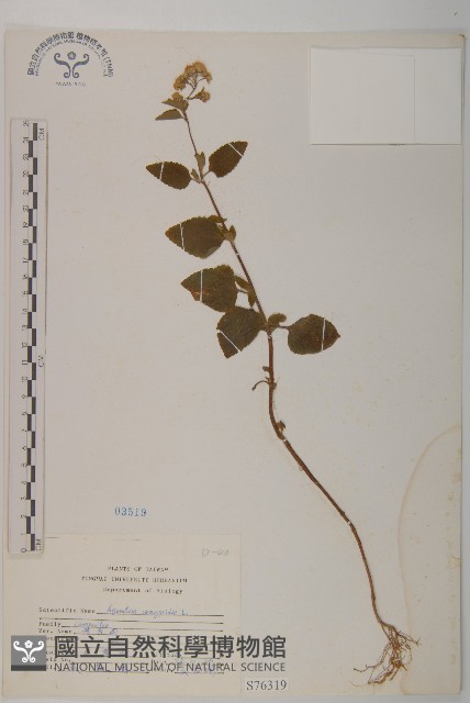 霍香薊藏品圖，第1張