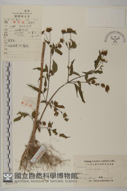 大狼把草藏品圖，第1張